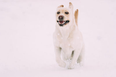 Portrait of dog running in snow