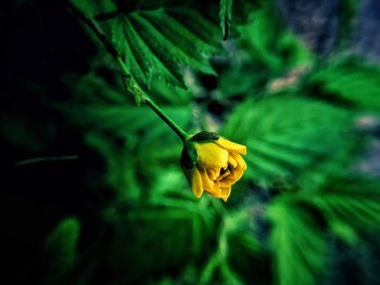 Close-up of yellow flower