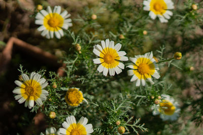 Close-up of yellow flowering plants on field