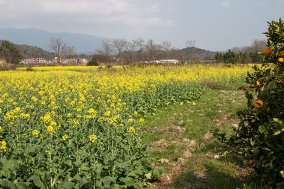 plant