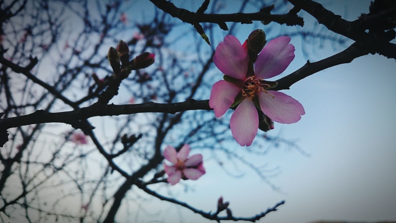flower, branch, freshness, fragility, growth, petal, tree, beauty in nature, focus on foreground, nature, pink color, blossom, low angle view, close-up, twig, cherry blossom, blooming, in bloom, flower head, cherry tree