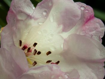 Close-up of pink flowers