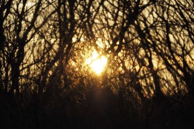 Silhouette bare trees against sky during sunset