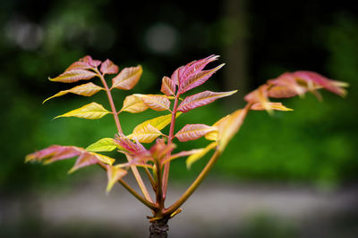 Close-up of flowering plant leaves during autumn