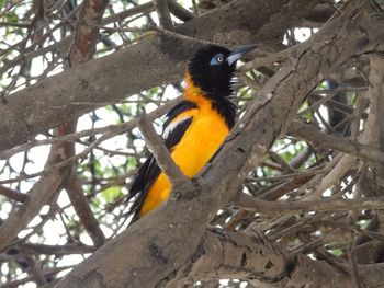 Close-up of bird perching on branch