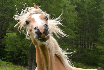 Close-up portrait of horse