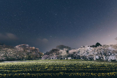 Scenic view of field against sky at night