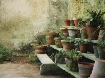 Potted plants