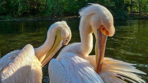 Swans on a lake