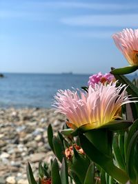 Close-up of flowering plant by sea against sky