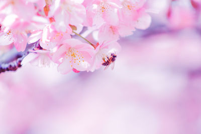 Close-up of pink cherry blossom