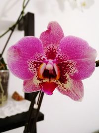 Close-up of pink flower