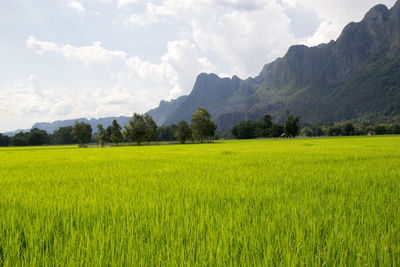 Scenic view of agricultural field against sky