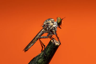 Close-up of insect against orange background