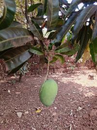 Close-up of fruits growing on tree