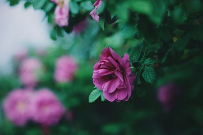 Close-up of pink flowers