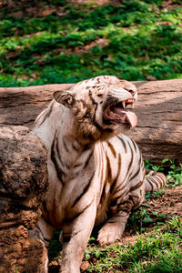 Gorgeous White Bengal Tiger - whitetiger116854 by Frank J Benz