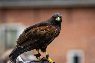 Close-up of bird perching outdoors