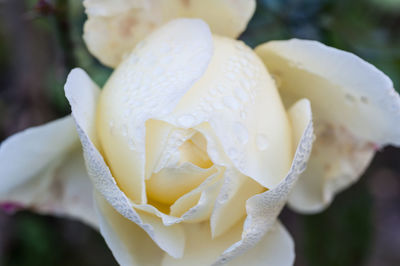 Close-up of wet white rose