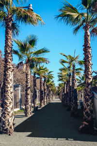 Walkway amidst palm trees against clear sky