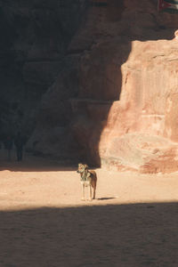 Side view of man walking on road