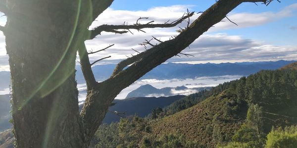 Panoramic shot of trees on landscape against sky