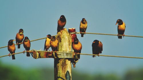 Low angle view of birds perching against sky