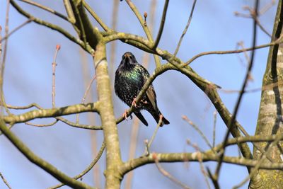 Low angle view of starling perching on branch