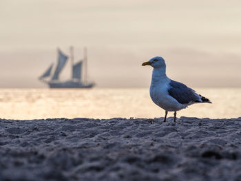 Bird on sand at beach