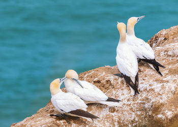 Gannets perching on rock