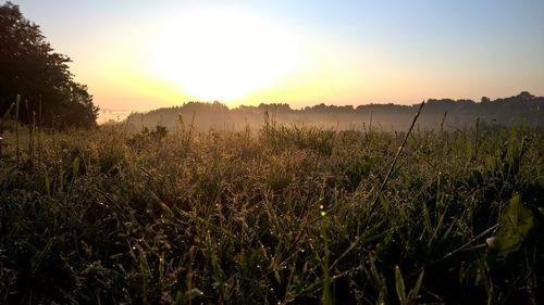 Scenic view of field against clear sky at sunset