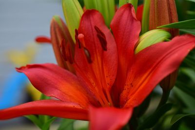 Close-up of red lily