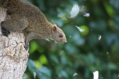 Close-up of squirrel on tree