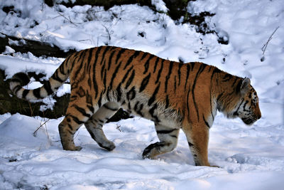 View of tiger on snow covered field