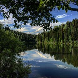 Reflection of trees in water