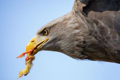 Low angle view of eagle against clear sky