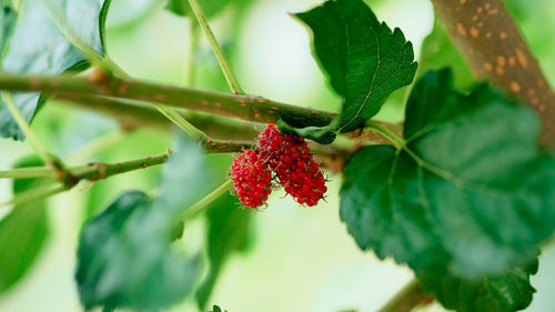 Close-up of red berries growing on tree