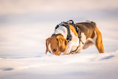 Dog looking away on snow covered land