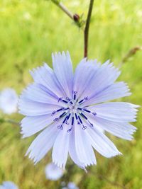 Close-up of purple flower on field