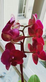 Close-up of pink flowers