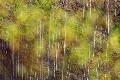 Full frame shot of trees in forest