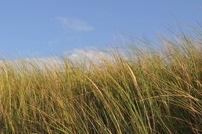 Close-up of stalks against blue sky on sunny day