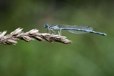 Close-up of dragonfly on plant