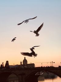 Low angle view of silhouette birds flying against sky during sunset