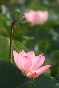 Close-up of pink lotus water lily in pond