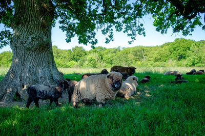 Sheep in a field