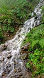 Scenic view of waterfall in forest