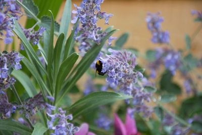 Close-up of bee pollinating on purple flowering plant