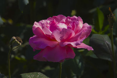 Close-up of pink flower blooming outdoors