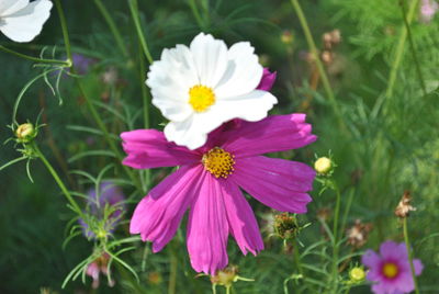 Close-up of pink cosmos flower on field